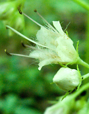 flowers under the leaf